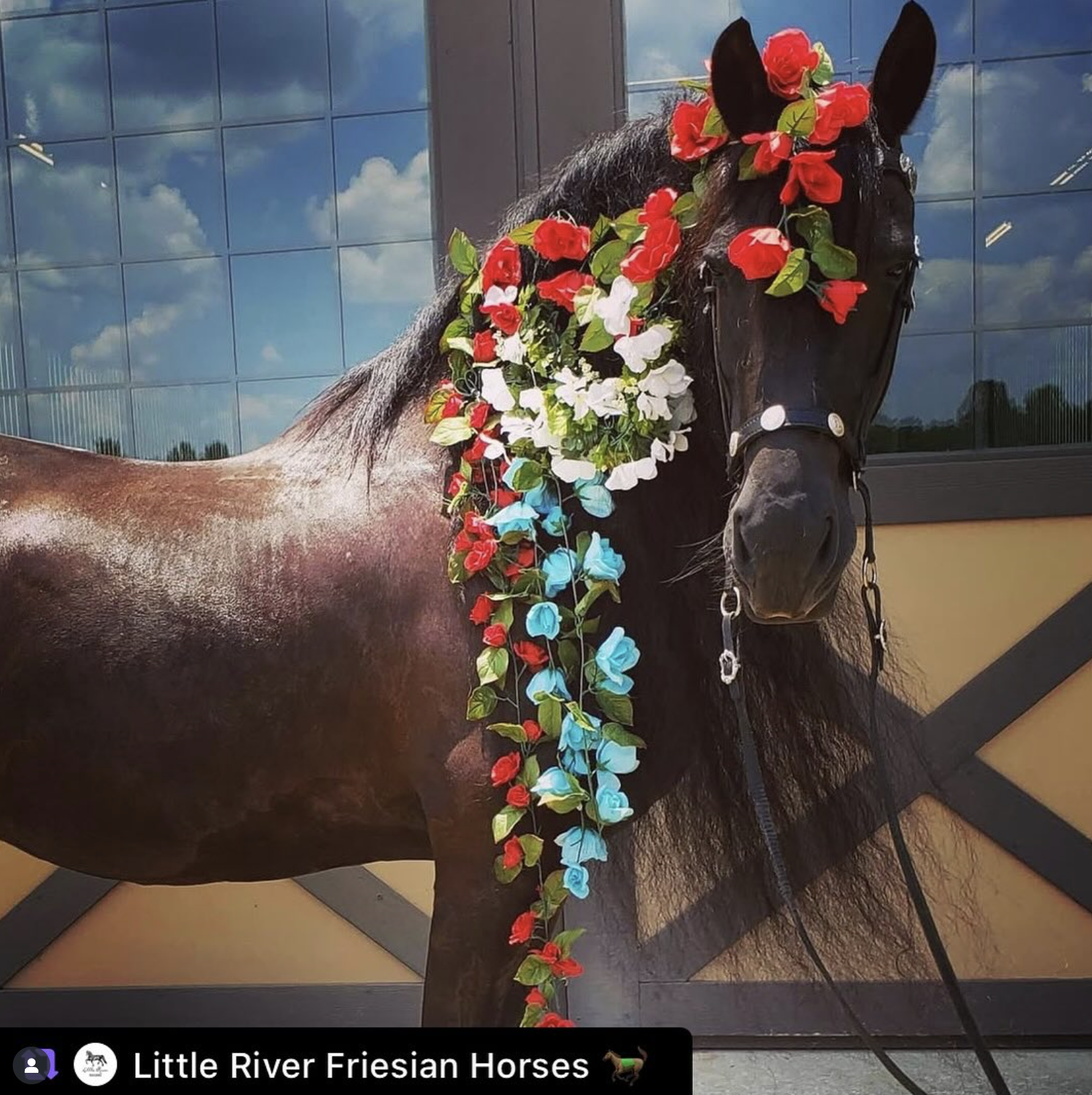 #goriding Grams of the Week | HORSE NATION